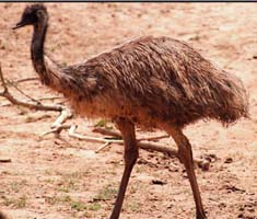 Emu Finally Captured In Woodbine