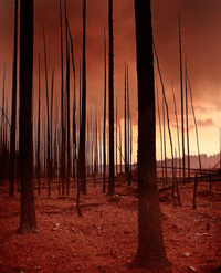 Pine Barrens Fire of 1936
