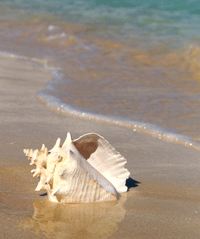 Shore Fun
