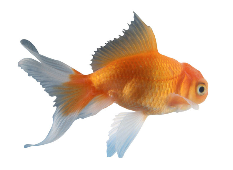 goldfish. Goldfish were supposed to be