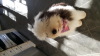 Top Pets 2016