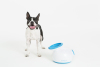 Good Buy: Pet Necessities