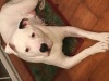 Top Pets 2017