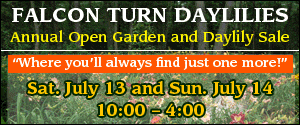 Falcon Turn Daylilies 300 x 125