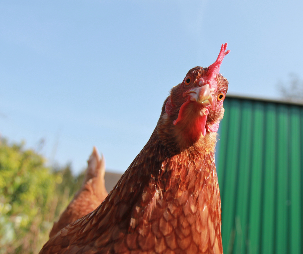 Truck Carrying Crates Of Live Chickens Spills Onto New Jersey Roadway