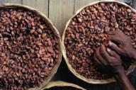 WHERE THE CHOCOLATE GROWS ON TREES