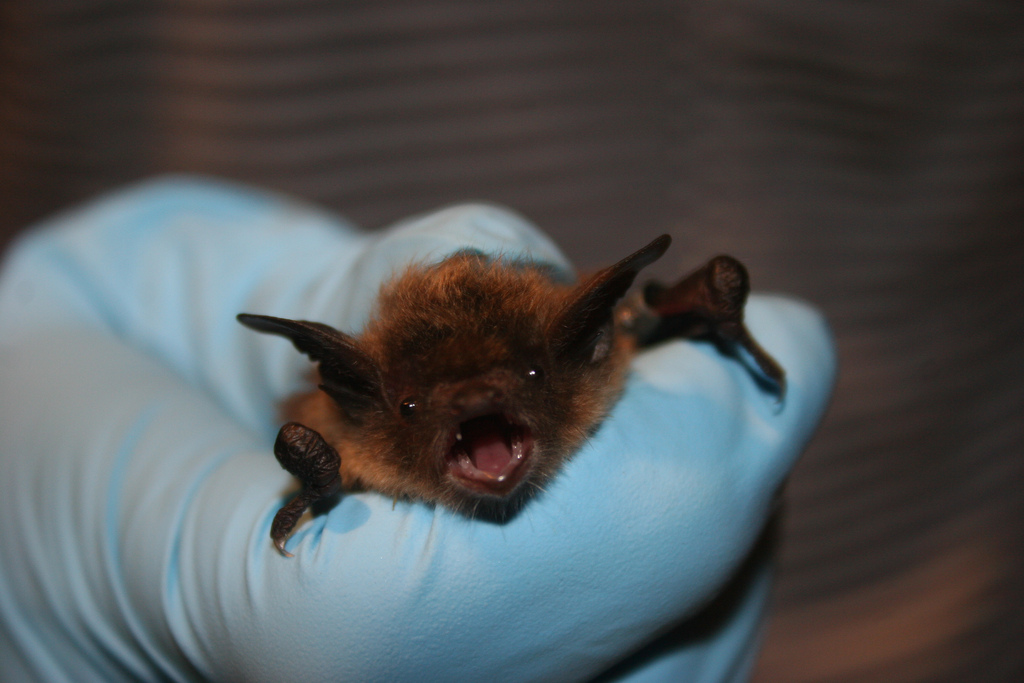 Woman Who Came In Contact With Possibly Rabid Bat Identified