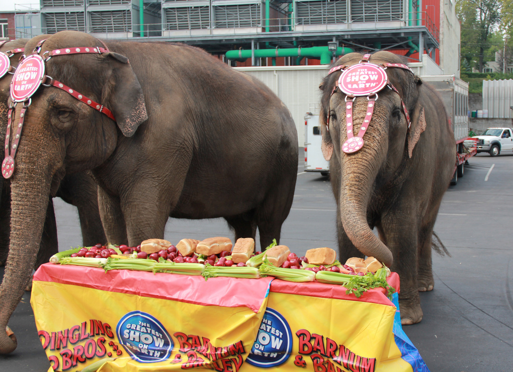 New Jersey Officially 1st State To Ban Circuses, Carnivals From Using Wild Animals