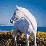 Tempe and her horse