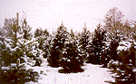 SJ Web Site Reviews - X-Mas Trees In SJ