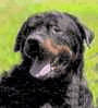 An Update on Butch the Rottweiler