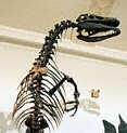 SJ Attractions: Dinosaur Discoveries
