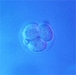 NJ Supreme Court Issues Frozen Embryo Decision