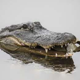 7 Arrested After Police Find Alligator