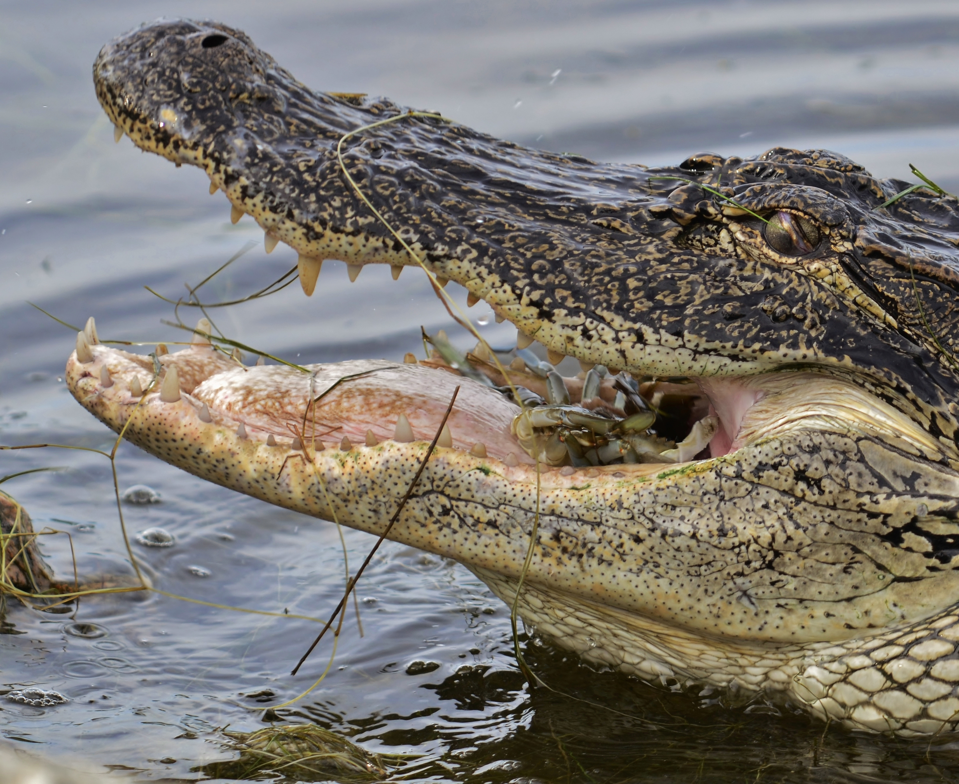 Mullica Township Police Still Searching For Alligator On The Loose