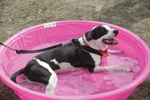 Pet Guide: Beating the Summer Heat