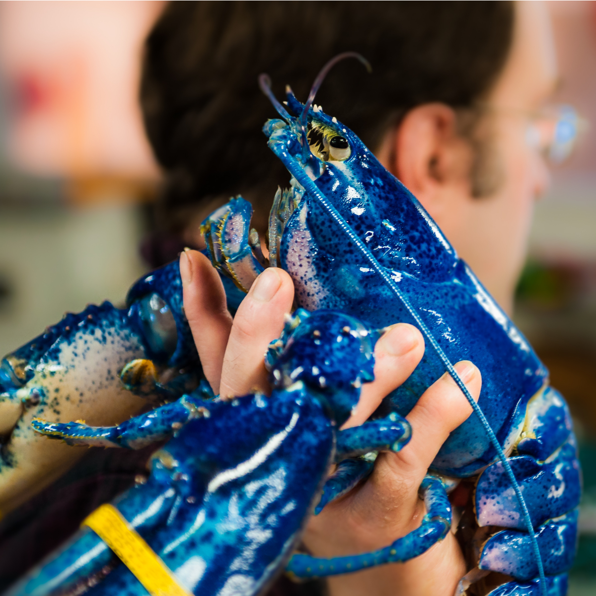 Blue Lobster Gets Home At Aquarium