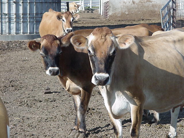 Farmer Who Shot Cows Sentenced