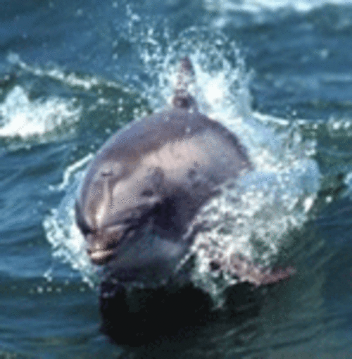 Cape May Whale Watcher