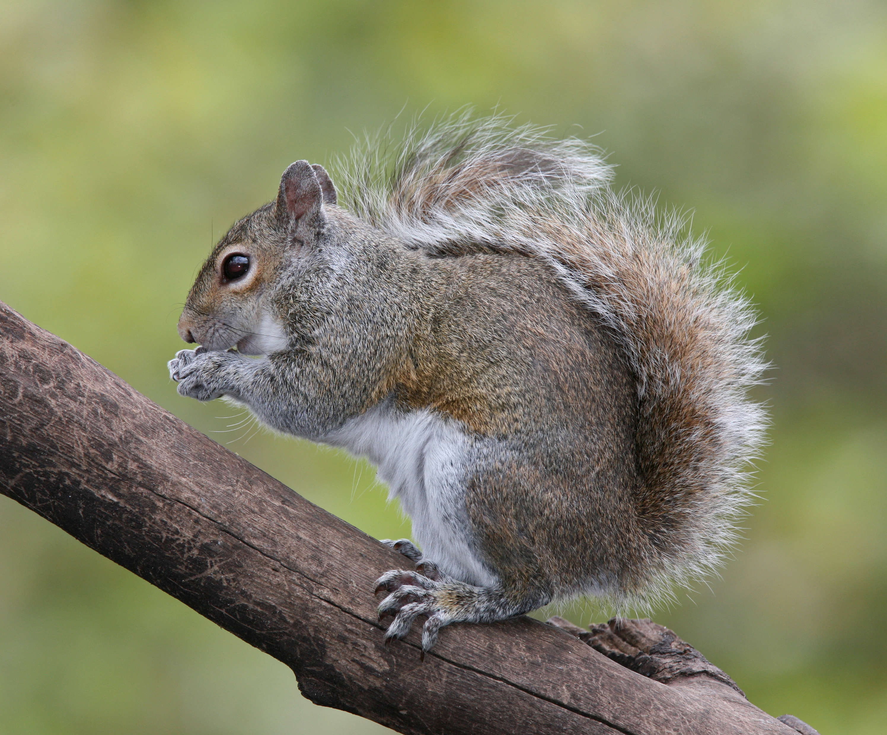 First Annual ‘Family-Friendly’ Squirrel Hunting Competition Causing Uproar In South Jersey