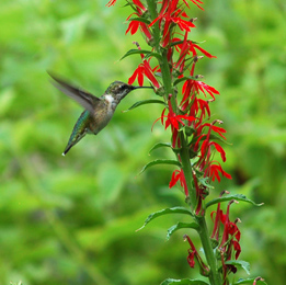 Backyard Habitat Workshops