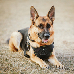 Therapy Dogs At Airport Help Travelers