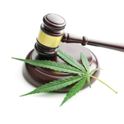Man Accused Of Stealing Marijuana Plants