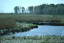 The Wetlands Institute