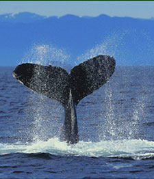 The Marine Mammal Stranding Center