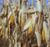 Gov. Supports Agriculture