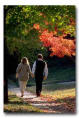 Fall Foliage Walks