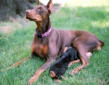 Killer Dog Investigation Continues