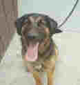 Local Animals Need Your Help