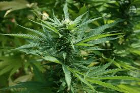 NJ AG: Prosecutors Can’t Categorically Refuse Marijuana Cases