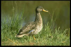 Free Guided Bird Walks