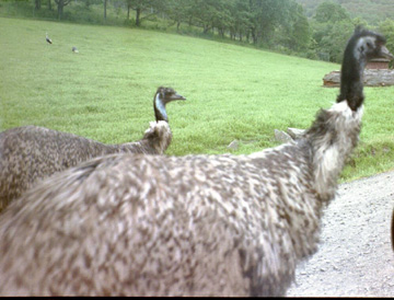 Reward Offered For Killer Of Exotic Birds