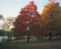 THAT`S ENTERTAINING: WHEN THE FIRST FROST ARRIVES 