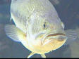 Fish For Recognition