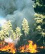 Cause of Fire Sought