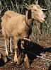 Goats and Chickens Found in Camden