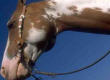 Horse Gets Lucky Again
