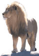 Lion Kills Lioness at Zoo