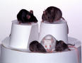 Mice Invade Local School