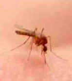 Man Contracts West Nile Virus