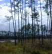 Gov. Acts to Protect Pinelands