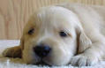 Animal Experimentation in CamCo?