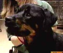 Rottweiler Found Starving