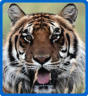 Man Attacked By Tiger
