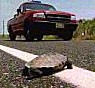 Turtle Patrol in Sea Isle