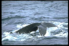 Humpback Whale to Visit South Jersey
